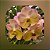 Vanda Yellow Butterfly #539 - Imagem 1