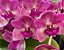 Rhynchostylis Gigantea Shocking Pink (C/Avarias) - Imagem 1