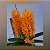 Ascocentrum Miniatum (Mini Vanda) - Imagem 1