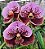 Vanda Thonglor x Khun Ying - Imagem 1