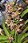 Vanda Lamellata X Rhynchostylis Gigantea - Imagem 1