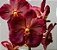 Vanda Kriengchai Browny Red-Orange - Imagem 1