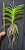 Vanda Fuchs Delight x Wirat, Purple #411 - Imagem 3