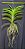 Vanda Fuchs Delight x Wirat, Purple #411 - Imagem 2