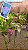 Rhynchostylis Gigantea Big/Spot - Imagem 2