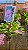 Rhynchostylis Gigantea Spot - Imagem 2