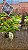 Rhynchostylis Gigantea White - Imagem 2