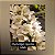 Rhynchostylis Gigantea White - Imagem 1