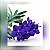 Vanda Pachara Delight - Imagem 1
