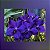 Vanda Pachara Delight - Imagem 1