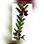 Trichoglottis Atroperpurea - Imagem 1