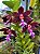Trichoglottis Atroperpurea - Imagem 1