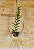 Trichoglottis Atroperpurea - Imagem 2