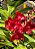 Vanda Roll All Red (C/PEQUENAS AVARIAS) - Imagem 1