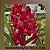 Vanda Roll All Red - Imagem 1