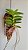 Trichoglottis Atroperpurea - Imagem 5