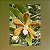Vanda Tessellata x Trichoglottis Brachiata - Imagem 1