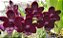Vandachostylis Colmarie - Imagem 1