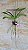 Rhynchostylis Gigantea Cream Yellow - Imagem 2