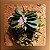 Schoenorchis Fragrans (Micro) - Imagem 1