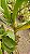 Kit/ Rhynchostylis Gigantea Adultas ( COM PEQUENAS AVARIAS) - Imagem 5