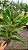 Kit/ Rhynchostylis Gigantea Adultas ( COM PEQUENAS AVARIAS) - Imagem 12