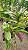 Kit/ Rhynchostylis Gigantea Adultas ( COM PEQUENAS AVARIAS) - Imagem 3