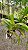 Kit/ Rhynchostylis Gigantea Adultas ( COM PEQUENAS AVARIAS) - Imagem 14
