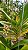 Kit/ Rhynchostylis Gigantea Adultas ( COM PEQUENAS AVARIAS) - Imagem 8
