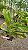 Kit/ Rhynchostylis Gigantea Adultas ( COM PEQUENAS AVARIAS) - Imagem 13