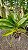 Kit/ Rhynchostylis Gigantea Adultas ( COM PEQUENAS AVARIAS) - Imagem 15