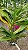 Kit/ Rhynchostylis Gigantea Adultas ( COM PEQUENAS AVARIAS) - Imagem 9