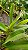 Kit/ Rhynchostylis Gigantea Adultas ( COM PEQUENAS AVARIAS) - Imagem 4