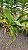 Kit/ Rhynchostylis Gigantea Adultas ( COM PEQUENAS AVARIAS) - Imagem 11