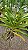 Kit/ Rhynchostylis Gigantea Adultas ( COM PEQUENAS AVARIAS) - Imagem 10