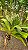 Kit/ Rhynchostylis Gigantea Adultas ( COM PEQUENAS AVARIAS) - Imagem 6