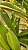 Kit/ Rhynchostylis Gigantea Adultas ( COM PEQUENAS AVARIAS) - Imagem 7