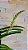 Vandachostylis Ladda Gold ( Mini Vanda) - Imagem 3