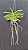 Vandachostylis Ladda Gold ( Mini Vanda) - Imagem 2