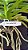 Vandachostylis Ladda Gold ( Mini Vanda) - Imagem 3