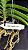Vandachostylis Ladda Gold ( Mini Vanda- Touceira) - Imagem 3