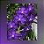 Vanda Ploenpit Blue - Imagem 1