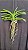 Vanda Ploenpit Blue - Imagem 2