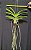 Vanda Veeraphol `Harvestmoon´ (Perfumada) - Imagem 4