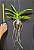 Vandachostylis Viboon Velvet (Perfumada) - Imagem 4