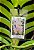 Vanda Lumpinee x Coerulea Alba - Imagem 2