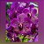 Vanda Pure´s Wax, Blue Sapphire #86 - Imagem 1