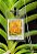 Vanda Kulwadee Fragrance x Suksamran Spots #63 (C/PEQUENAS AVARIAS) - Imagem 4