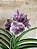 Vanda Sem Identificação #132 - Imagem 2