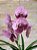 Vanda Sem Identificação #135 - Imagem 2